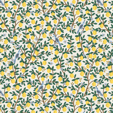  Gorro Clínico Lemon Grove Crema