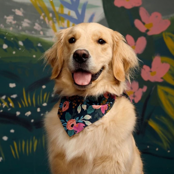 Bandana Mascota Rosa Damasco - L